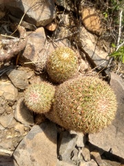 Mammillaria hamata