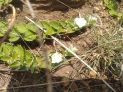 Evolvulus prostratus