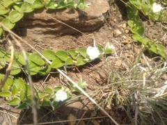 Evolvulus prostratus