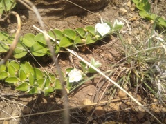 Evolvulus prostratus