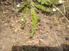 Evolvulus prostratus