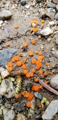 Pulvinula convexella