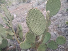 Opuntia huajuapensis