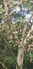 Vernonanthura patens