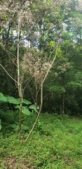 Vernonanthura patens