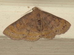 Homodes bracteigutta