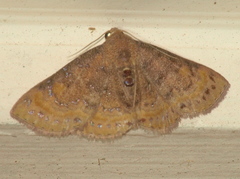 Homodes bracteigutta