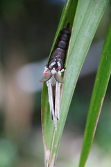Lymantria xylina