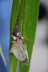 Lymantria xylina