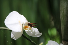 Traulia ornata okinawaensis