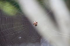 Thelacantha brevispina