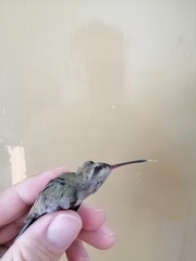 Cynanthus latirostris