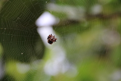 Thelacantha brevispina