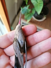 Cynanthus latirostris