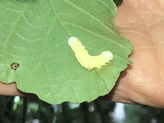 Pyreferra hesperidago