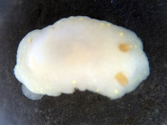 Cadlina modesta