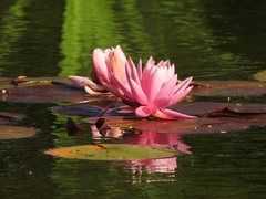 Nymphaea rubra