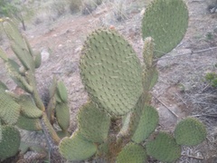 Opuntia huajuapensis
