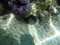 Culcita novaeguineae