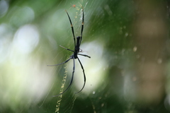 Nephila pilipes