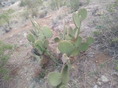 Opuntia huajuapensis