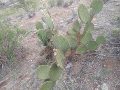 Opuntia huajuapensis