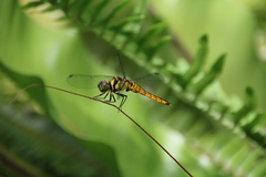 Lyriothemis