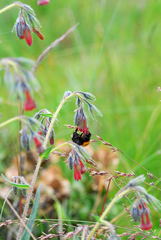 Bombus