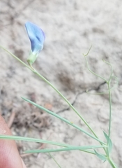Lathyrus angulatus