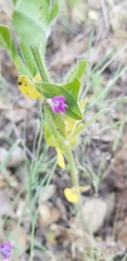 Lathyrus angulatus