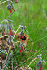 Bombus
