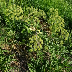 Angelica archangelica litoralis