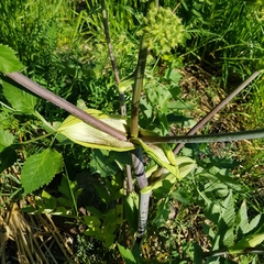 Angelica archangelica litoralis