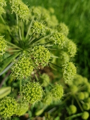 Angelica archangelica litoralis