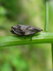 Lepyronia