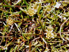 Ranunculus limosella