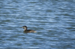 Podilymbus podiceps