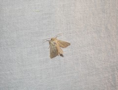 Mythimna oxygala
