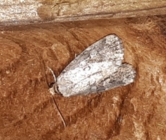 Hyperstrotia pervertens