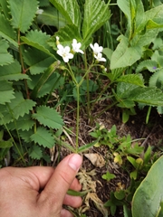 Cerastium pauciflorum