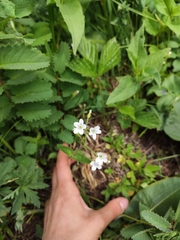 Cerastium pauciflorum