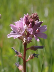 Sidalcea pedata