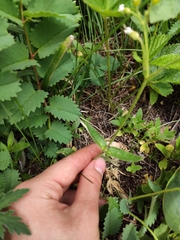 Cerastium pauciflorum