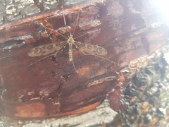 Leptotarsus simillimus