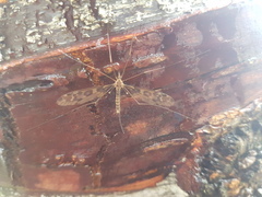 Leptotarsus simillimus