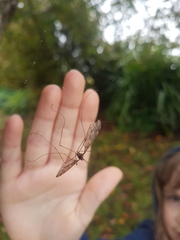 Leptotarsus simillimus