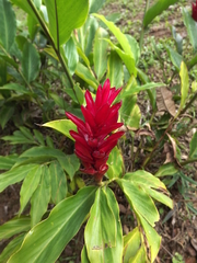 Alpinia purpurata