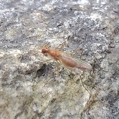 Compsobata