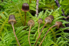 Mycena picta