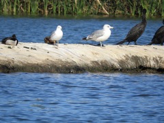 Aythya collaris